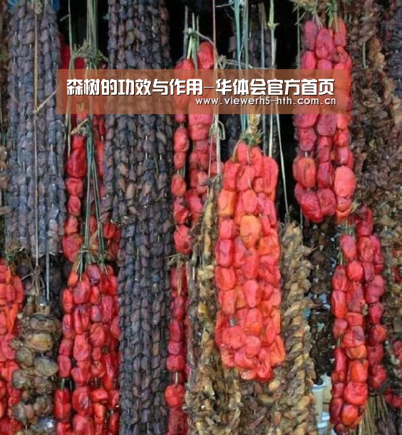 森树的功效与作用-华体会官方首页(图1) 森树的功效与作用-华体会官方首页(图1)